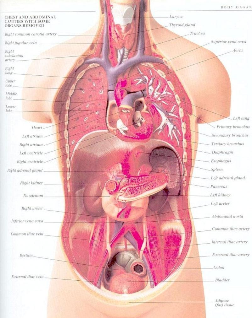 complete anatomy online